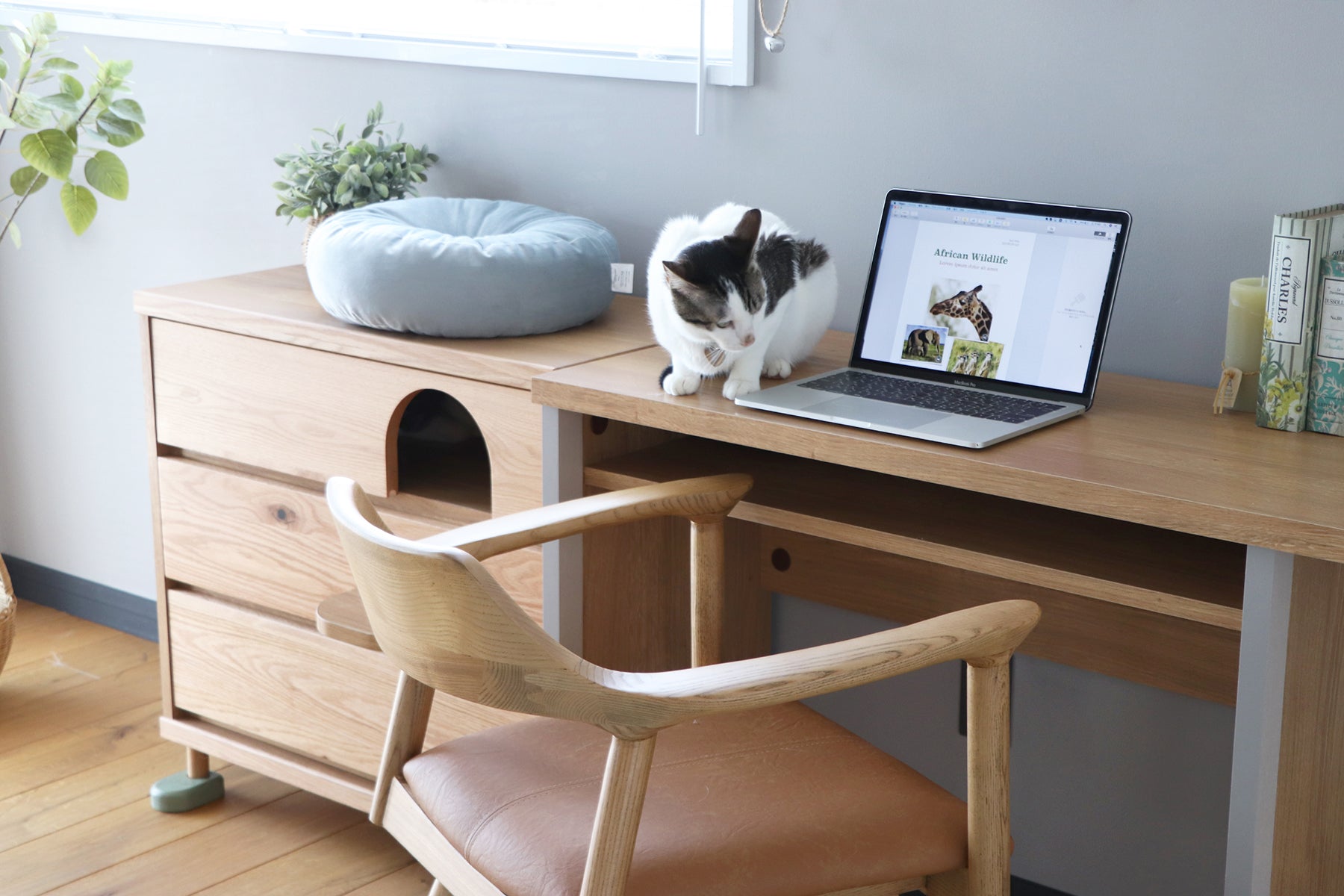 にゃんと一緒 デスク