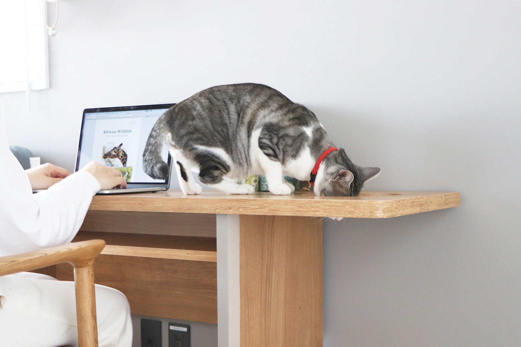 にゃんと一緒 デスク