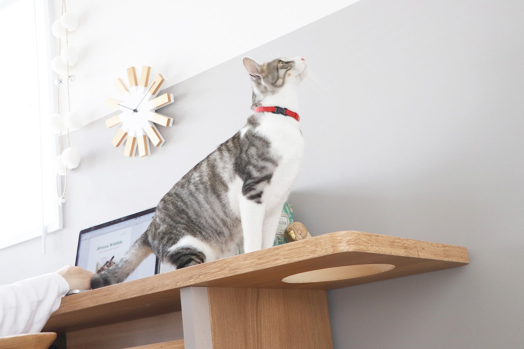 にゃんと一緒 デスク